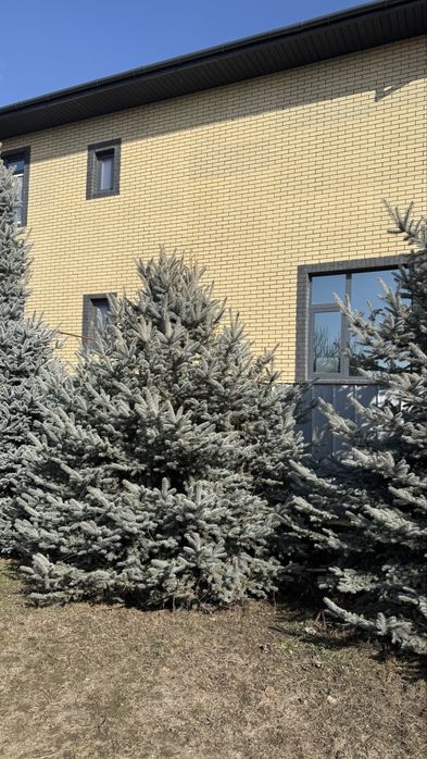 Голубые ели, сибирская ель 4-8м