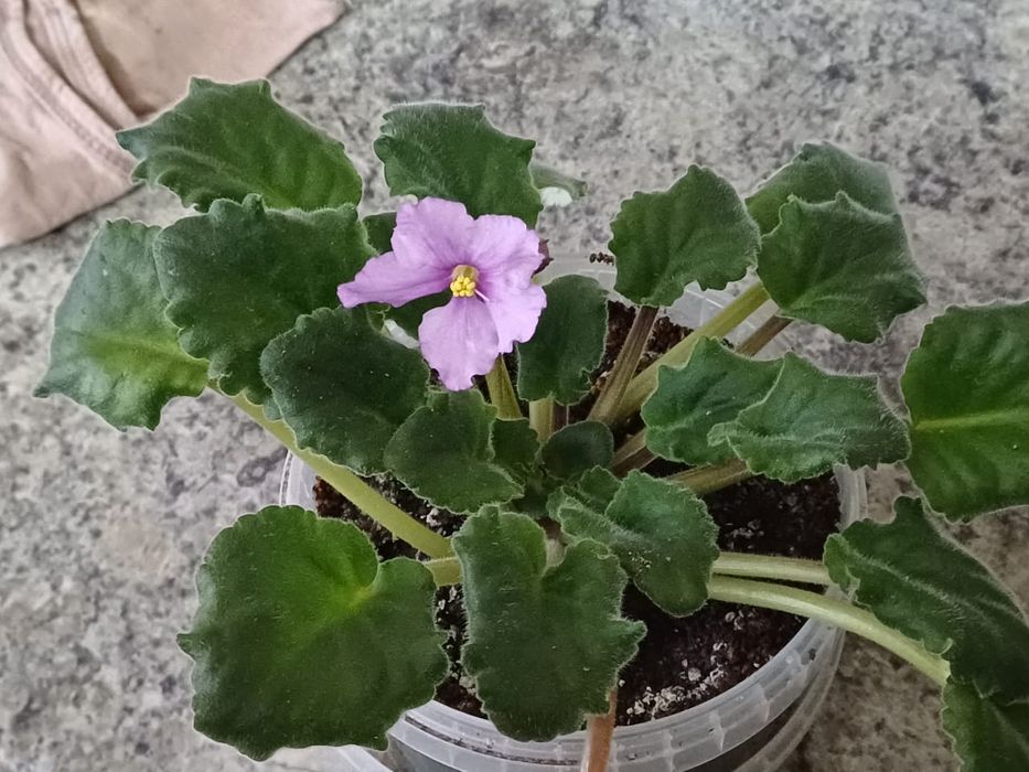 Продам комнатные цветы