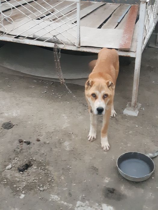 Alabay porodistaya sobaka