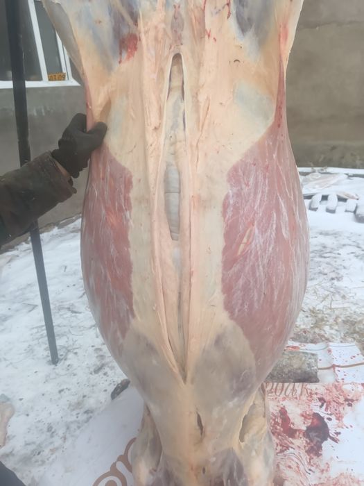 Касапшы Жылкы соямыз