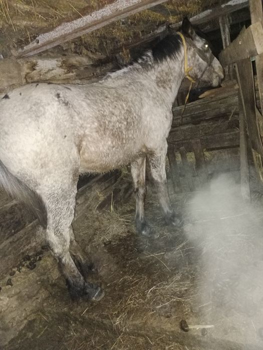 Айғыр сатылады 450000