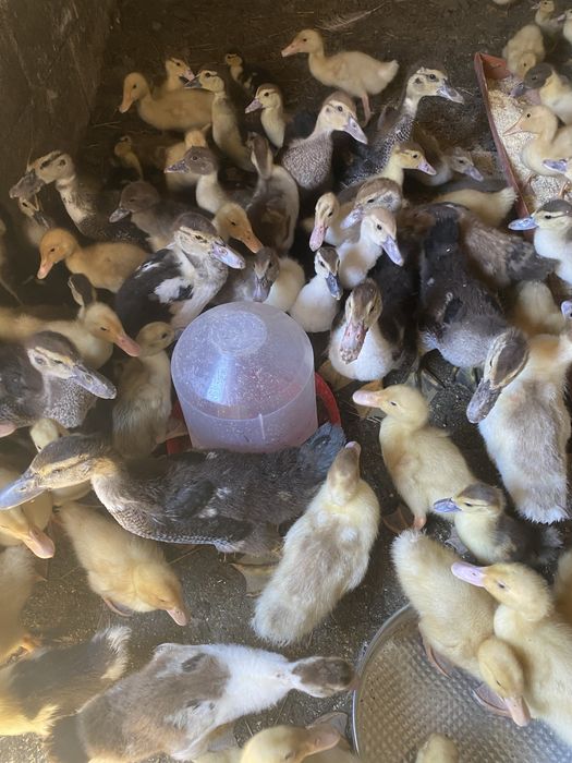 Boboci rata muta si pekin