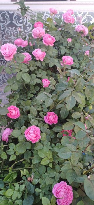 Цветы,    цветы.