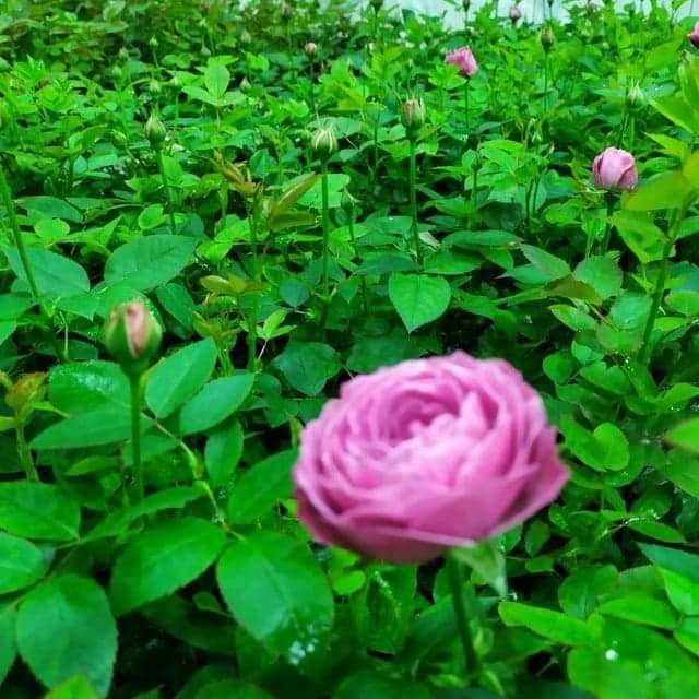 Агро вата для выращивание Розы