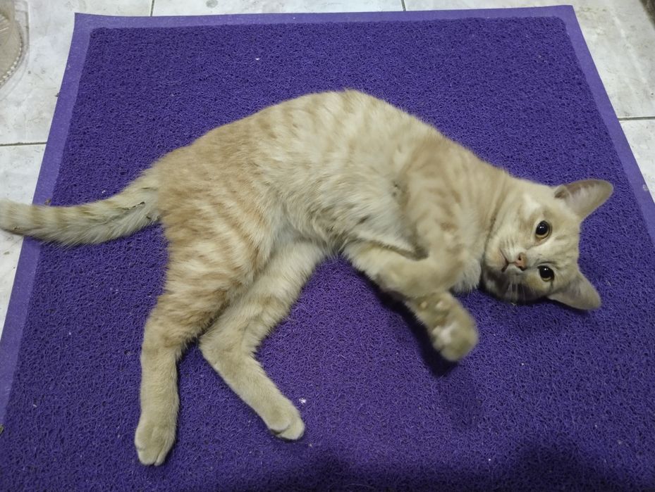 Возьмите кошку, добрые люди.