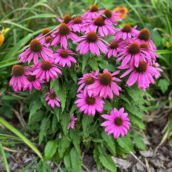 многолетник Эхинацея