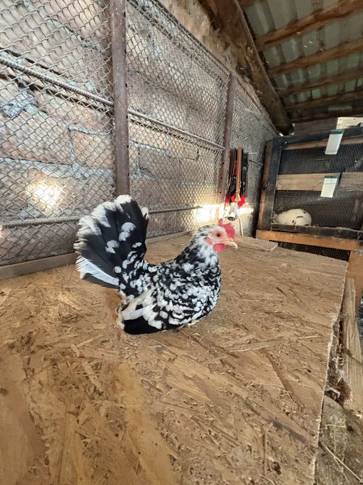 De vanzare oua de incubat chaboo si australorp splash
