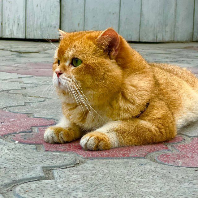 Britanya asl shinshillasi