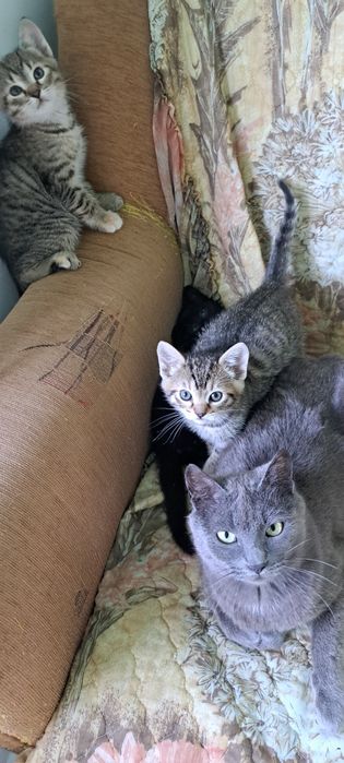 Pisoi cautam parinti