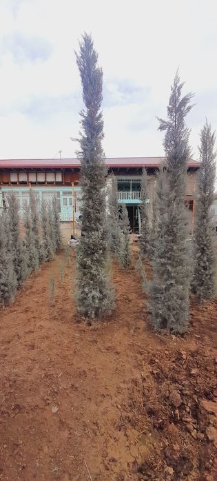 Арча. Кипарис Аризона.