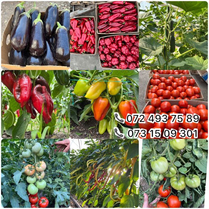 Vand rasad rosii,vinete,ardei, rasaduri plante aromatice și flori