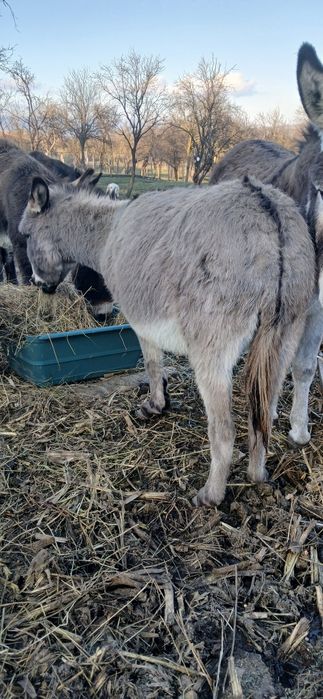 Măgărita tanara gestanta