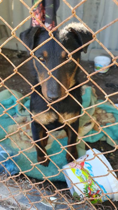 Ягдтерьер щенок. Самка