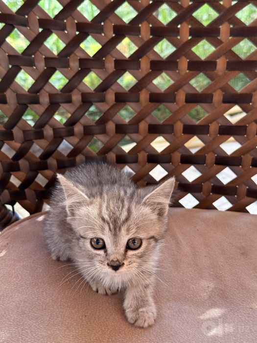 Котята в хорошие руки