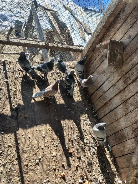 Vând tot ce se vede