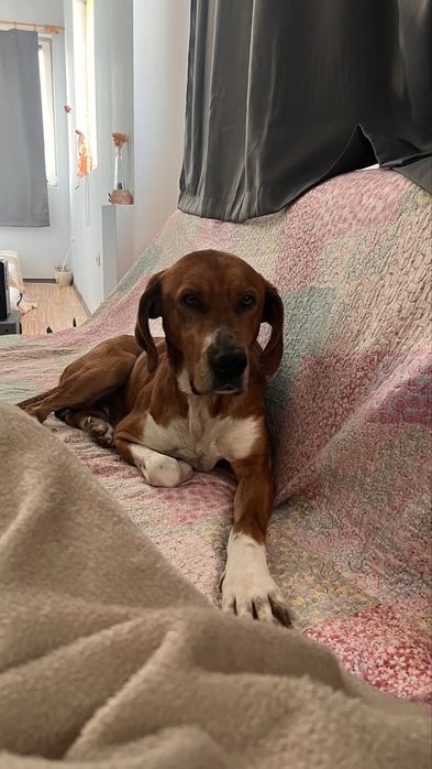 Ръсти търси любящ дом