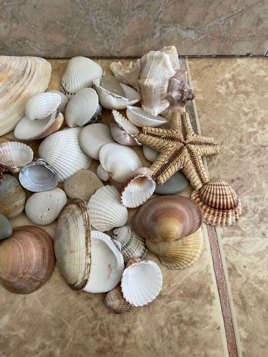 Colecție pietre speciale/ scoici/ stea de mare