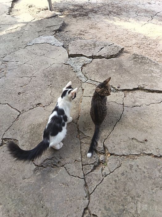 Кошек отдам даром
