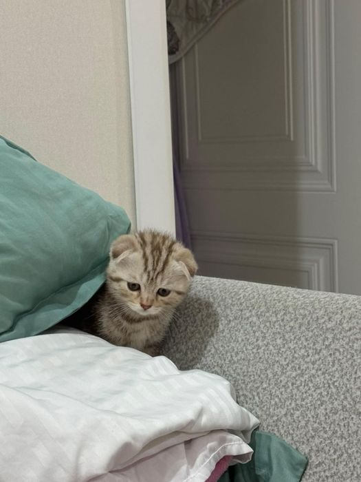 Шотландское кошка