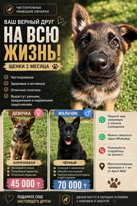 Немецкая овчарка