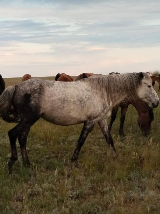 Ту бие сат.тез арада