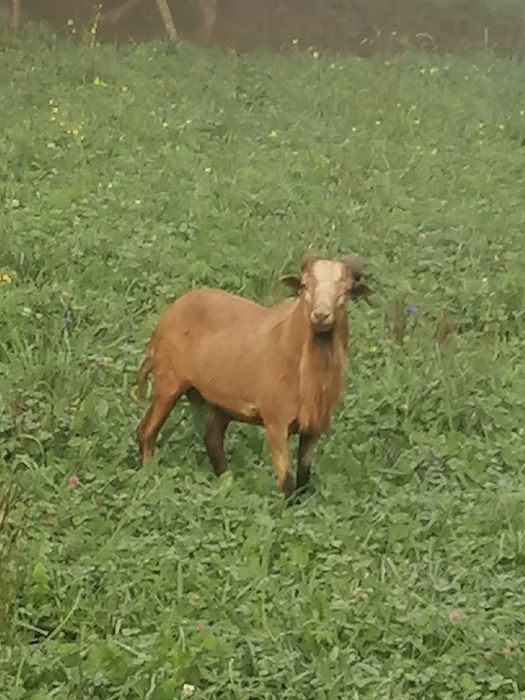 Vând sau schimb doi berbeci de Camerun