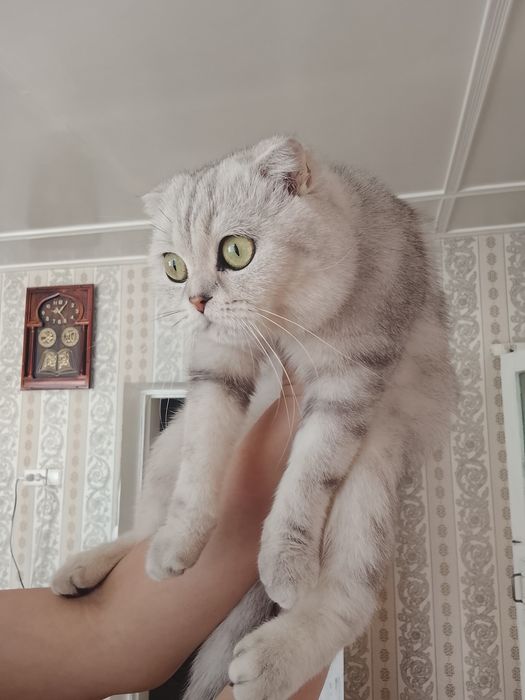 Вязка породистого кота