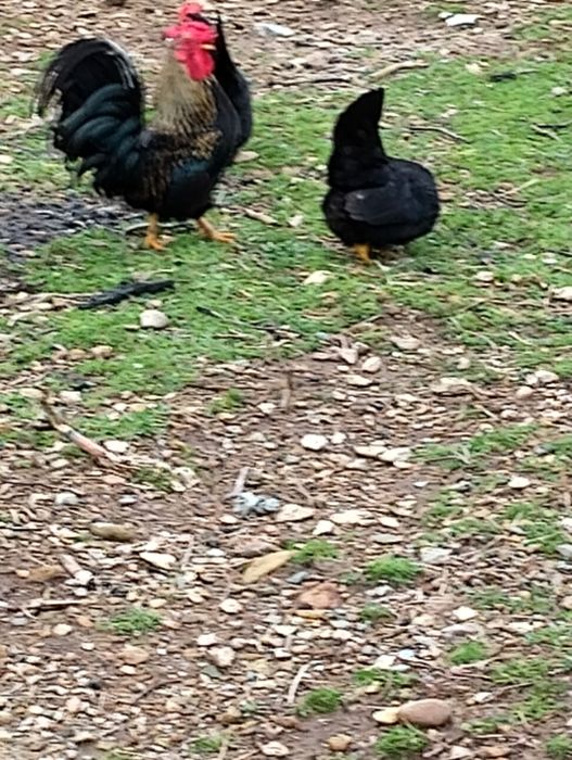 Подарявам три декоративни петлета.