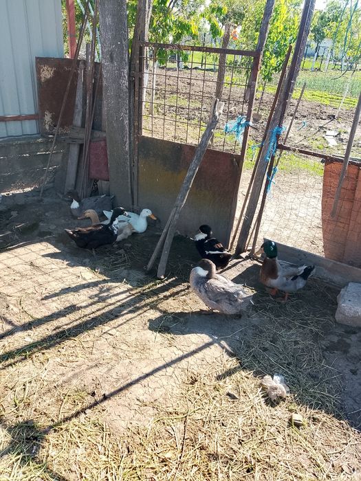 Vand rate macanitoare