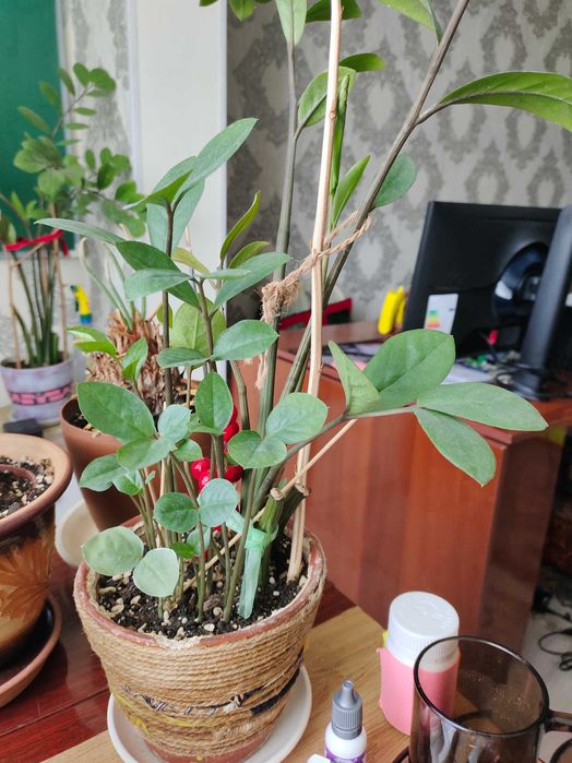 Комнатные растения