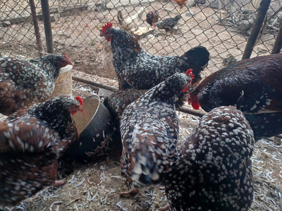 Ouă de sussex porțelan