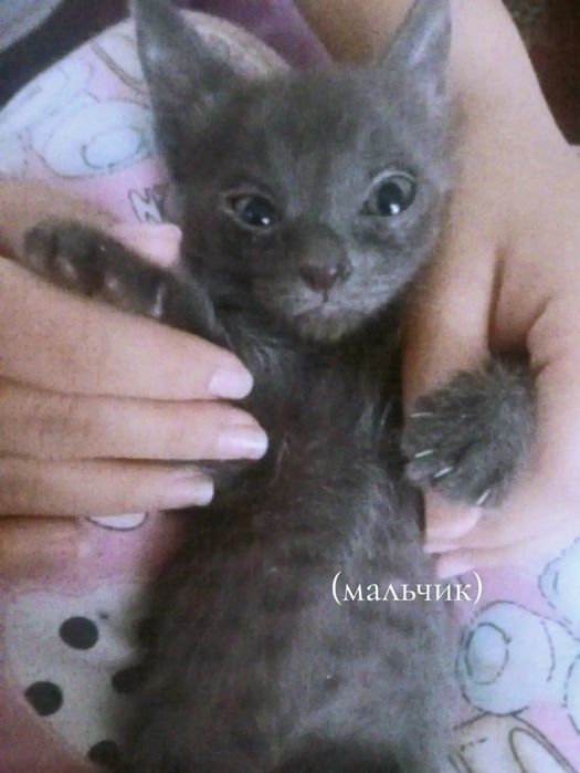 Котята,маленькие мальчики