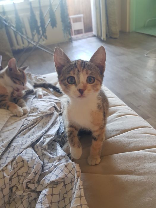отдам котят 2 девочки