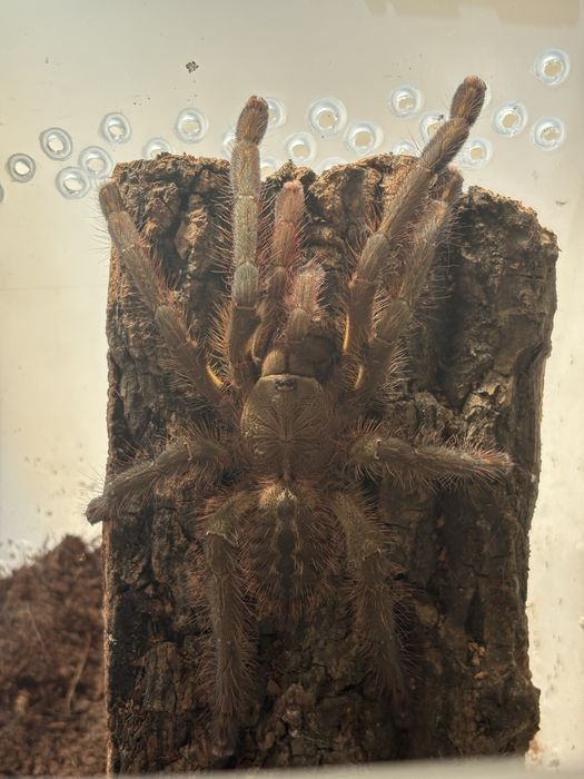 Срочно! в продаже Poecilotheria ornata L9