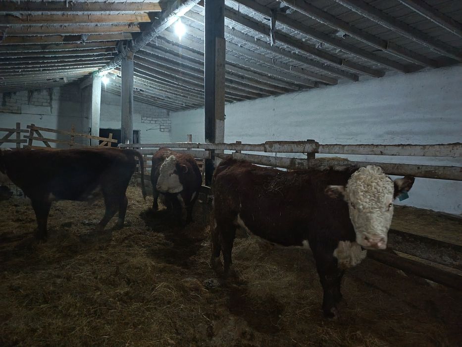 Тұқымды бұқалар сатылады.