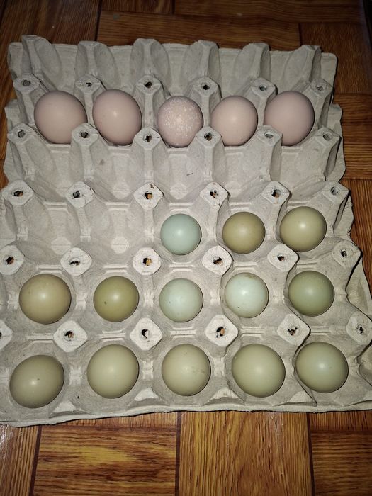 Vand oua fazan argintiu si comun