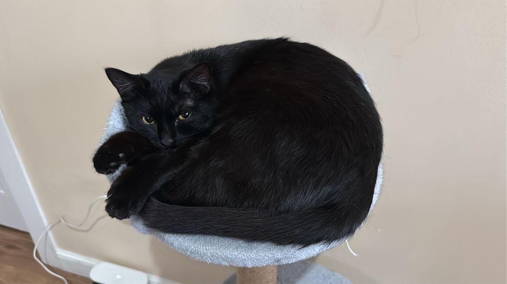 отдам кошечку со всем необходимым