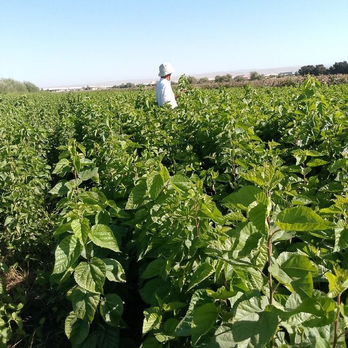 Tut ko'chati, Тут кучати