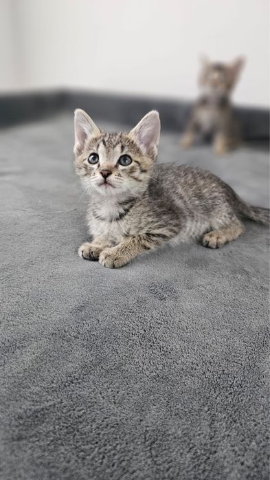 Отдаем симпатичных котят в добрые руки