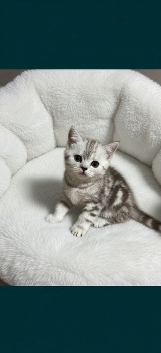 КоШечки  шотландские