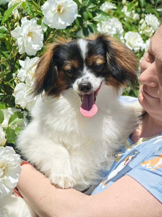 Papillon, mascul,  9 luni