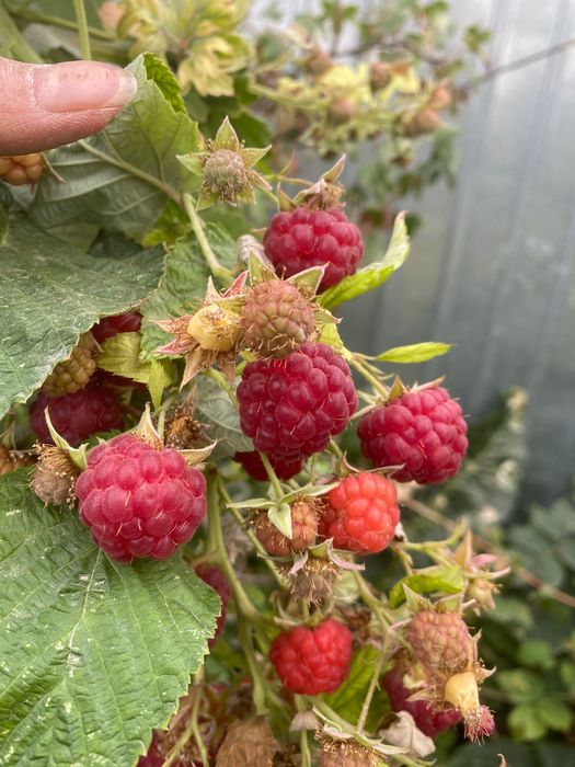 Саженцы малины крупноплодной