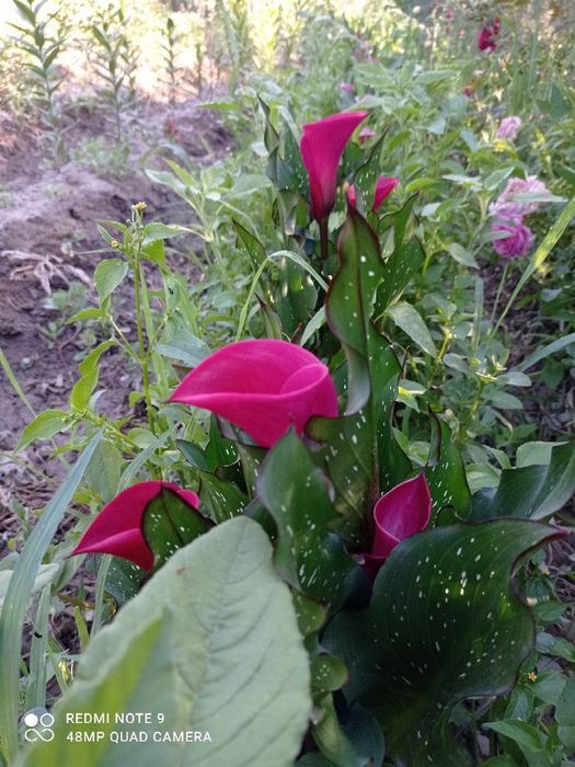 Atir Gul Kuchatlari Sotiladi