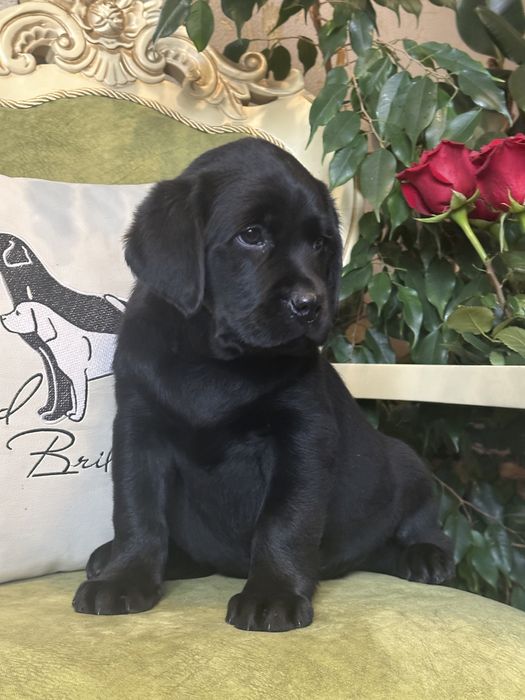 Щенки лабрадора, девочки, документы
