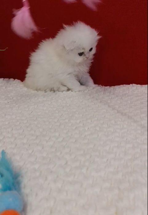 British chinchilla de la crescător -felisa