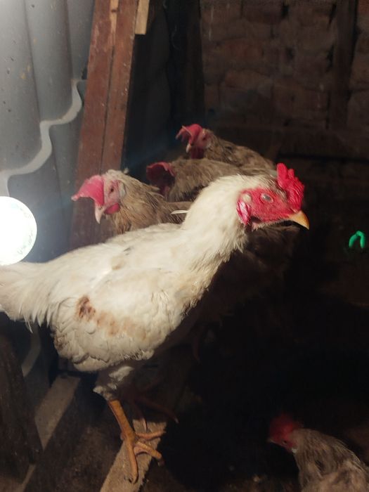 Дакан тауықтар сатылады