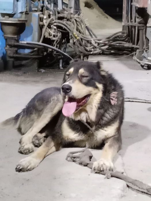 Alabay 1 Yarm yow 200$