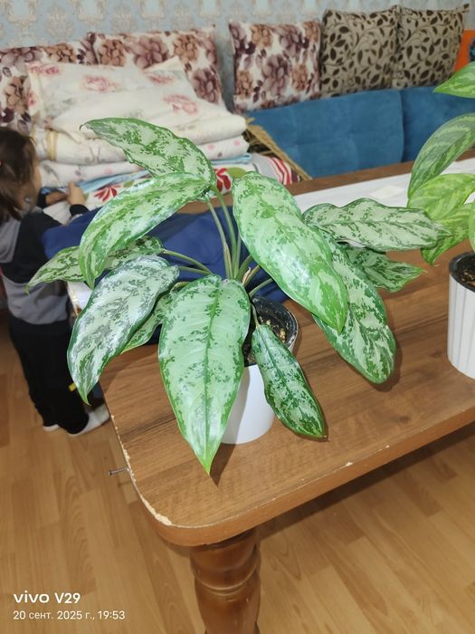 Цветы в горшках продам