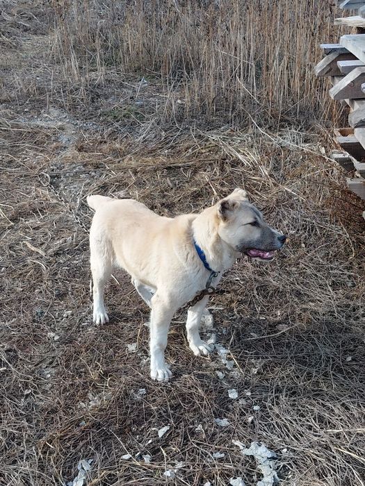 Продам за 40 000 ₸