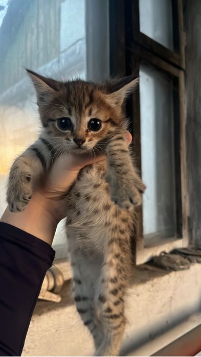 отдам котят в добрые руки
